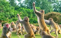 海南热带野生动植物园元宵节门票优惠政策2021