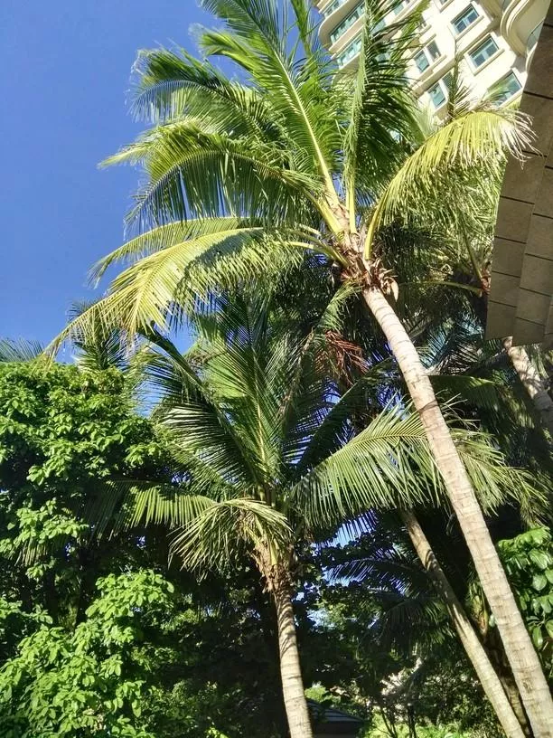海南旅游攻略自由行 海南旅游攻略自由行