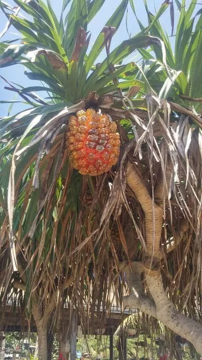 海南自助游攻略 海南自助游攻略
