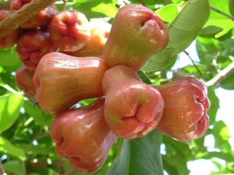海南岛有哪些水果 海南岛主要生产什么水果 三亚特产水果有哪些 