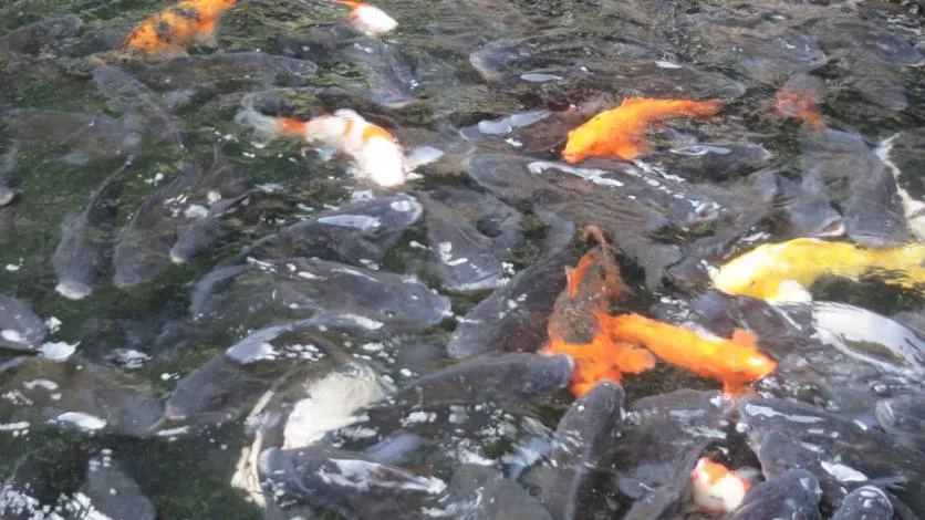 从海南到广州 海南到广州自由行攻略 从海南到广州 海南到广州自由行攻略