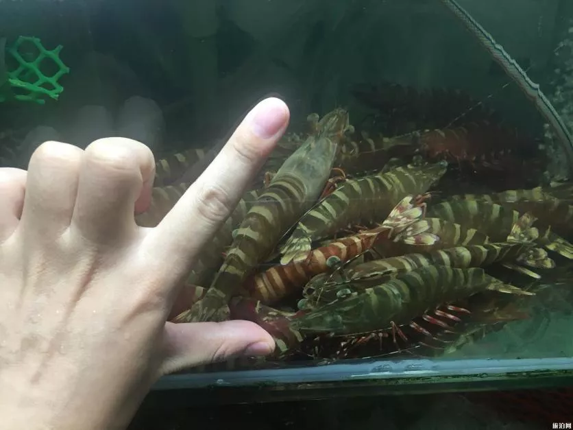 三亚吃海鲜攻略 三亚吃海鲜怎么划算 三亚吃海鲜攻略 三亚吃海鲜怎么划算