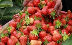 三亚草莓采摘基地 2021三亚摘草莓的地方