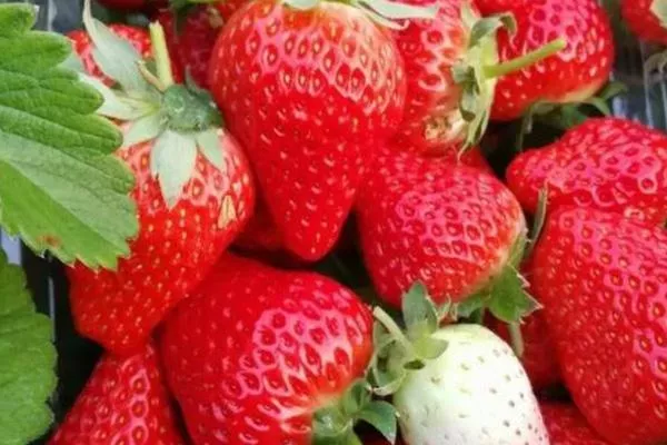 三亚草莓采摘基地 2021三亚摘草莓的地方