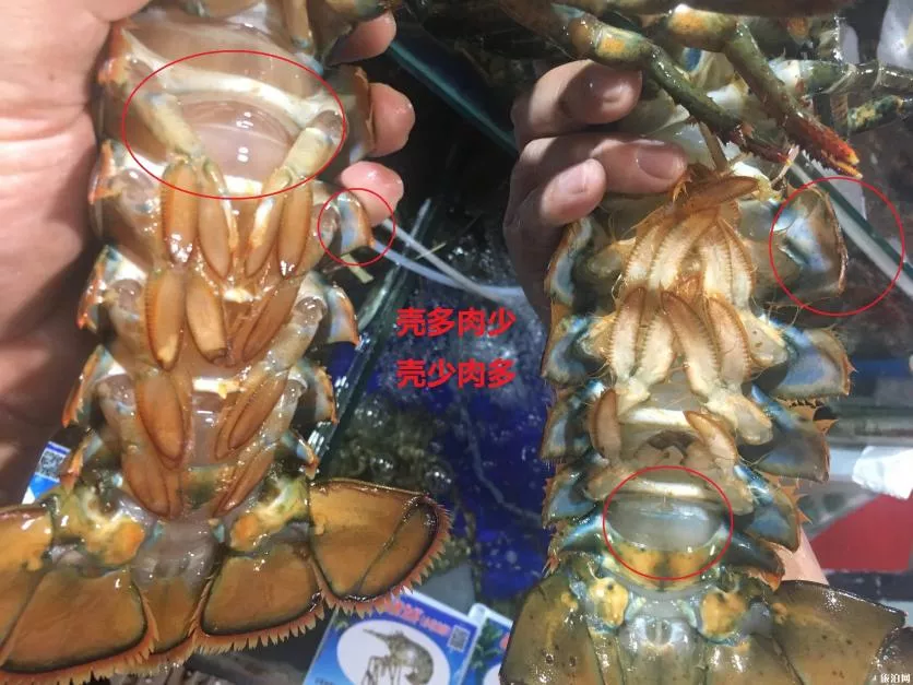 三亚吃海鲜攻略 三亚吃海鲜怎么划算 三亚吃海鲜攻略 三亚吃海鲜怎么划算