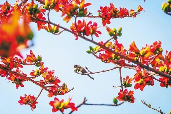 2021海口木棉花哪里最好看 海口木棉花几月份开花