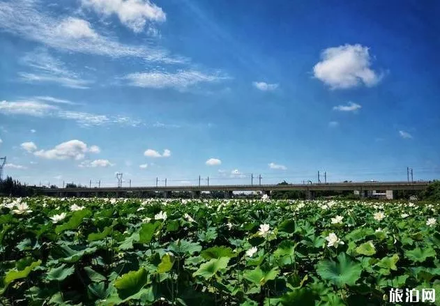 珠良村游玩攻略 海口珠良村怎么玩 珠良村游玩攻略 海口珠良村怎么玩