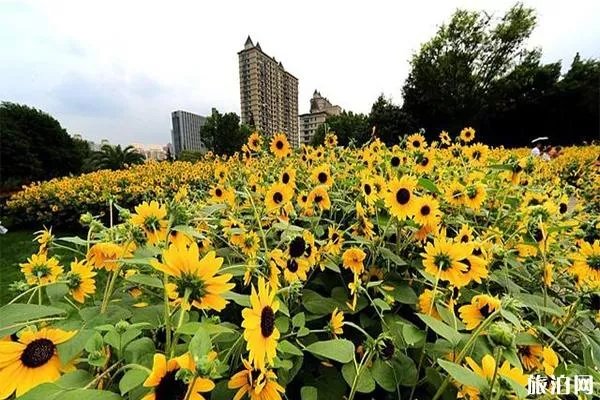 2019上海南园滨江绿地向日葵开放了吗 怎么样