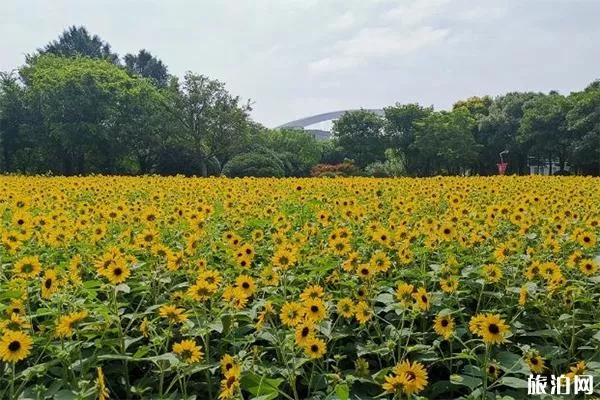 2019上海南园滨江绿地向日葵开放了吗 怎么样