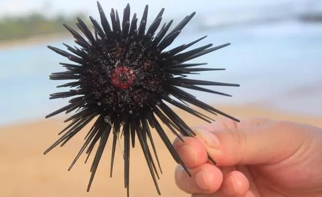 海南旅游买什么好 海南旅游买什么好