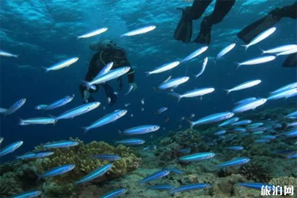 三亚蜈支洲岛潜水拍照几张 多少钱