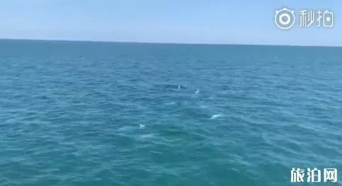 在海南哪里可以看到中华白海豚 在海南哪里可以看到中华白海豚