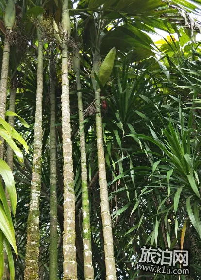 海南有哪些好吃的瓜果 海南好吃的水果推荐 海南有哪些好吃的瓜果 海南好吃的水果推荐