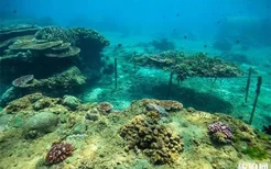2019海南分界洲岛潜水主题活动 时间+内容
