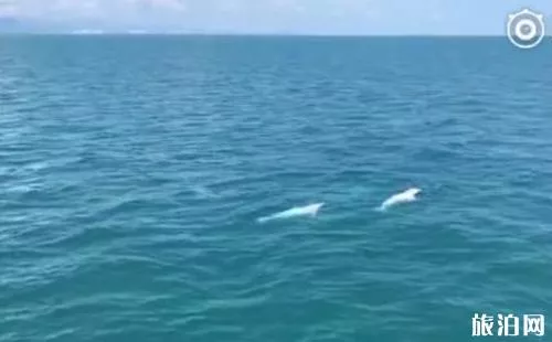 在海南哪里可以看到中华白海豚 在海南哪里可以看到中华白海豚