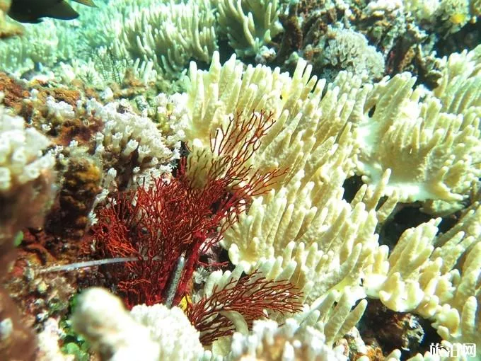怎么去西沙群岛旅游 海南西沙群岛旅游攻略 怎么去西沙群岛旅游 海南西沙群岛旅游攻略