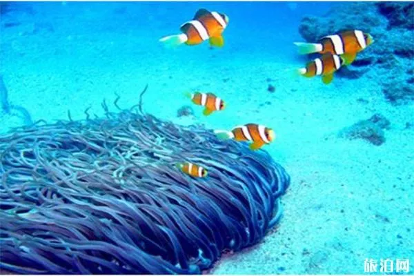 三亚蜈支洲岛潜水拍照几张 多少钱