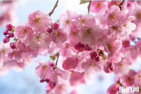 2019海南樱花节 时间+地点