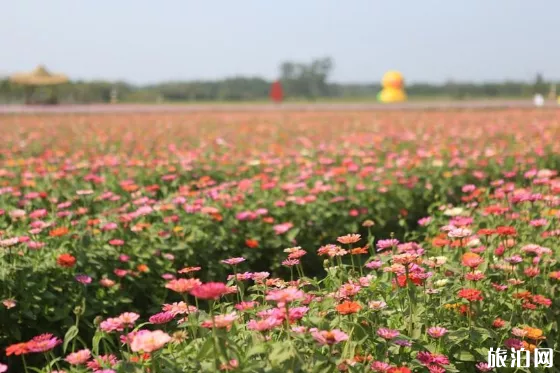 3月三亚哪里适合赏花 2019三亚上赏花攻略