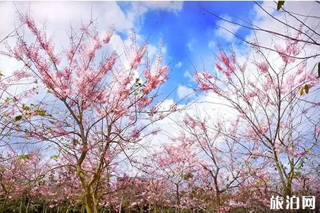 2019海南樱花节 时间+地点