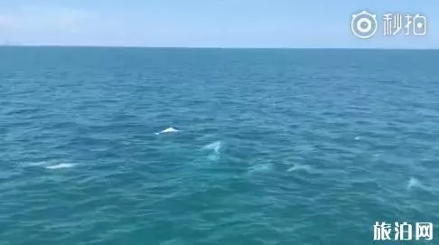 在海南哪里可以看到中华白海豚 在海南哪里可以看到中华白海豚
