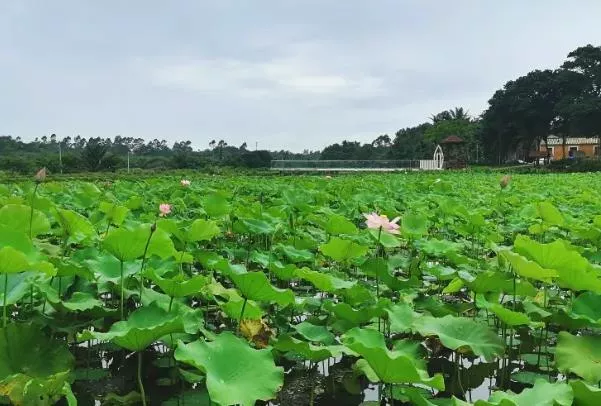 2022海口看荷花的地方有哪些 在哪里