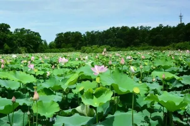 2022海口看荷花的地方有哪些 在哪里