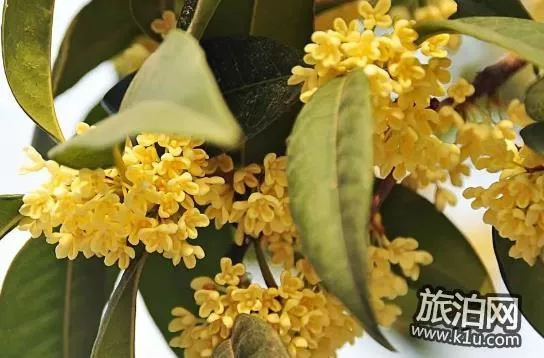 2018上海赏花地图+时间 上海赏花地点推荐