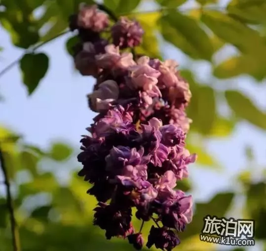 2018上海赏花地图+时间 上海赏花地点推荐