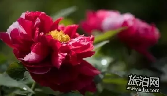 2018上海赏花地图+时间 上海赏花地点推荐