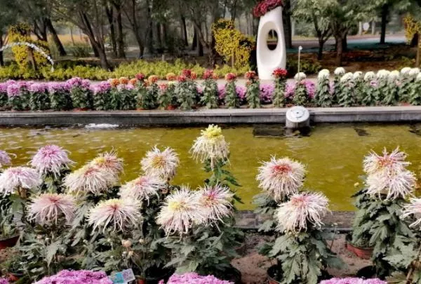 北京秋天赏菊花的最佳地点