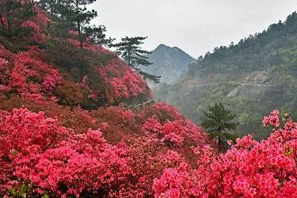 武汉木兰云雾山杜鹃花什么时候开 附赏花门票地点及路线