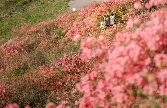 2022木兰云雾山杜鹃花什么时候开 附云雾山杜鹃花门票及游玩攻略