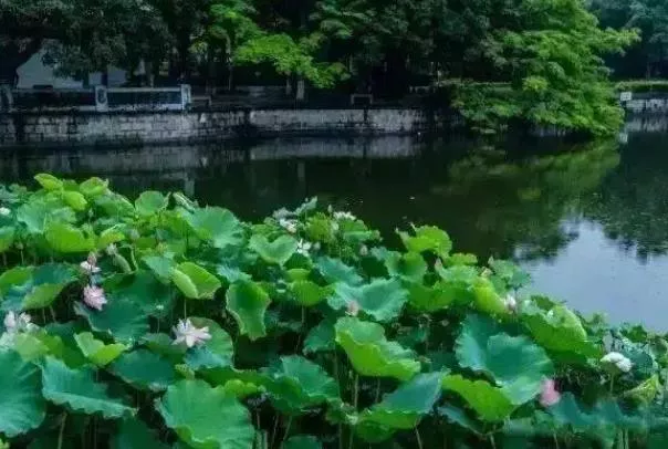 厦门看荷花的地方在哪里 赏荷景点推荐