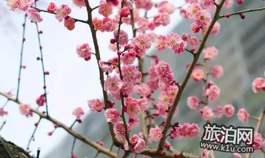 2018上海赏花地图+时间 上海赏花地点推荐