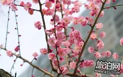 2018上海赏花地图+时间 上海赏花地点推荐