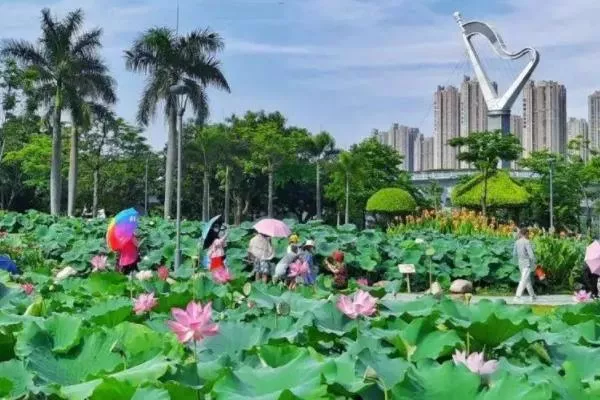 厦门看荷花的地方在哪里 赏荷景点推荐