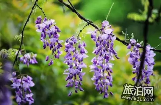 2018上海赏花地图+时间 上海赏花地点推荐