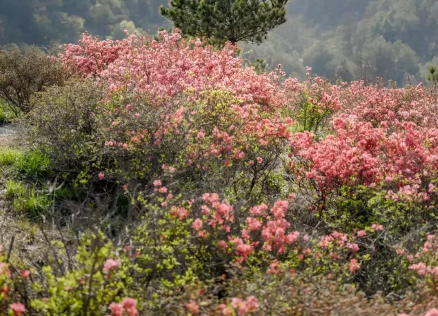 2022木兰云雾山杜鹃花什么时候开 附云雾山杜鹃花门票及游玩攻略