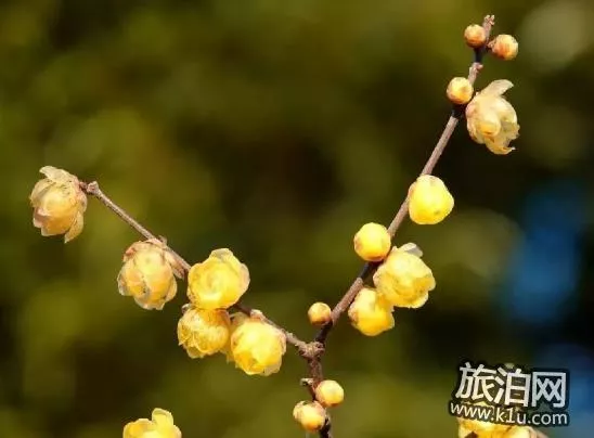 2018上海赏花地图+时间 上海赏花地点推荐