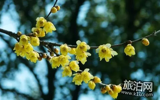 2018上海赏花地图+时间 上海赏花地点推荐