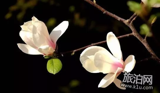 2018上海赏花地图+时间 上海赏花地点推荐