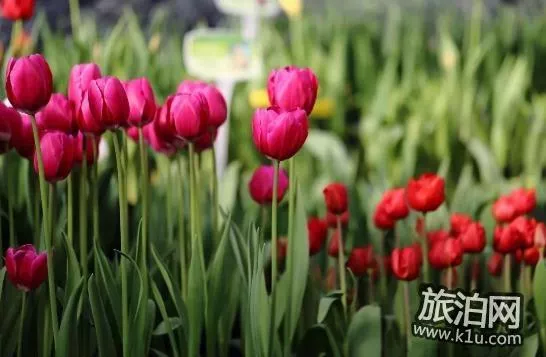 2018上海赏花地图+时间 上海赏花地点推荐