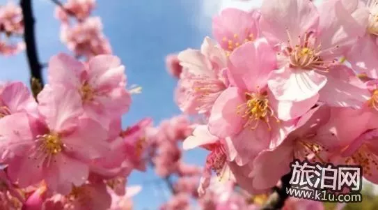 2018上海赏花地图+时间 上海赏花地点推荐