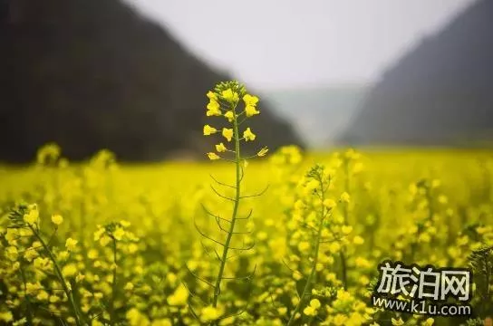 2018上海赏花地图+时间 上海赏花地点推荐