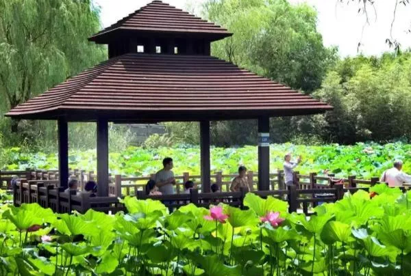 2022上海顾村公园赏荷最佳观赏地 荷花池在几号门进去