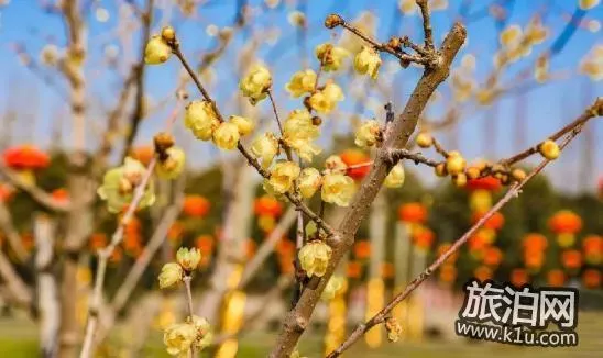 2018上海赏花地图+时间 上海赏花地点推荐