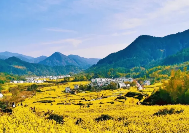 篁岭油菜花开了吗 2021婺源篁岭花朝节时间及活动详情 篁岭油菜花开了吗 2021婺源篁岭花朝节时间及活动详情