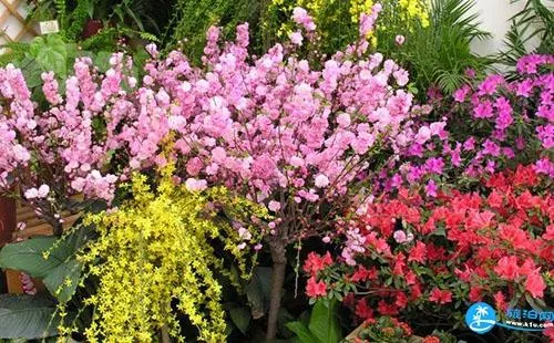 2018长沙植物园花展门票价格+时间+地点(交通攻略) 2018长沙植物园花展门票价格+时间+地点(交通攻略)