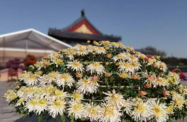 2022北京菊花节在哪举办